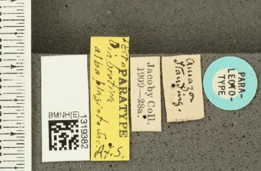 Diabrotica alboplagiata Jacoby, 1882 - BMNHE_1319382_label_17629