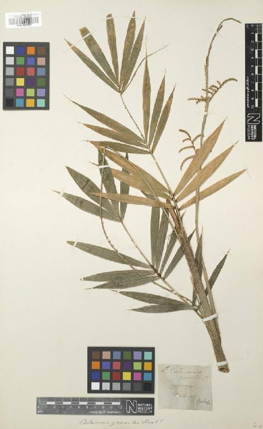 Calamus gracilis Roxb. - BM001040864