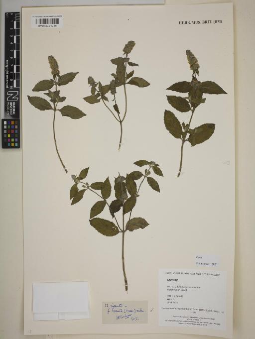 Mentha piperita f. hirsuta - BM013721756