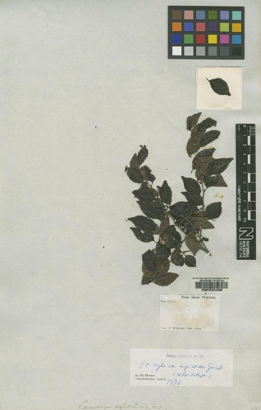 Casearia sylvestris var. sylvestris - BM000624342