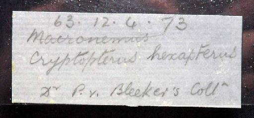Silurus hexapterus Bleeker, 1851 - 1863.12.4.73; Silurus hexapterus; image of jar label; ACSI project image