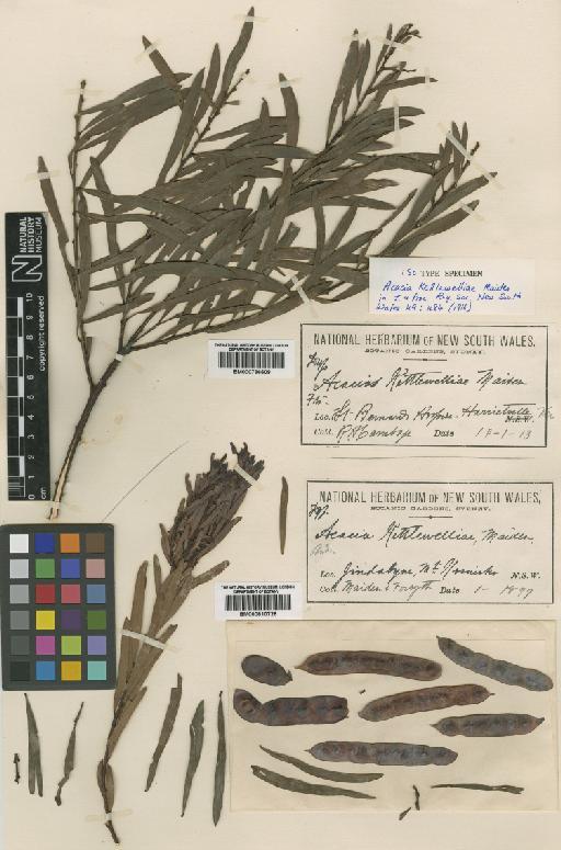Acacia kettlewelliae Maiden - BM000796609