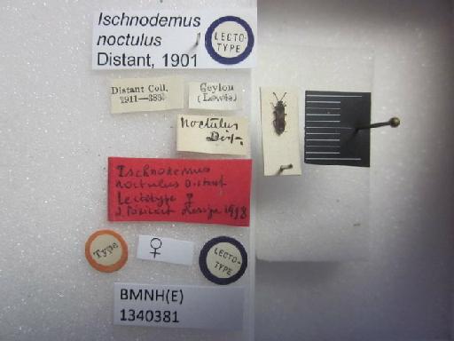 Ischnodemus noctulus Distant, 1901 - Ischnodemus noctulus-BMNH(E)1340381-Lectotype male dorsal & labels1