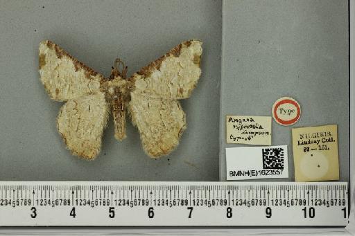 Lophophelma ruficosta (Hampson, 1891) - Pingasa ruficosta Hampson syntype male 1623557