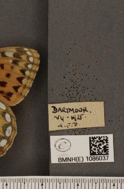 Argynnis aglaja (Linnaeus, 1758) - BMNHE_1086037_label_54894