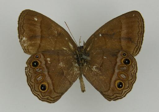 Euptychia eriphule Butler, 1867 - BMNH(E)_ 1204753_Yphthimoides_(Euptychia)_eriphule_Butler_T_male_ (3)