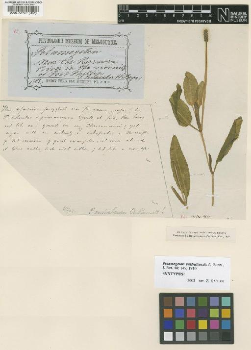 Potamogeton australiensis A.Benn. - BM000570767