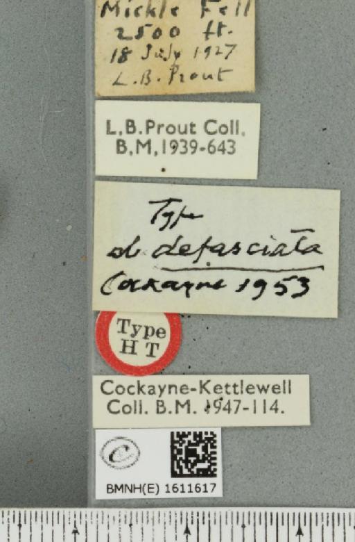 Xanthorhoe decoloraria decoloraria ab. defasciata Cockayne, 1953 - BMNHE_1611617_label_308013