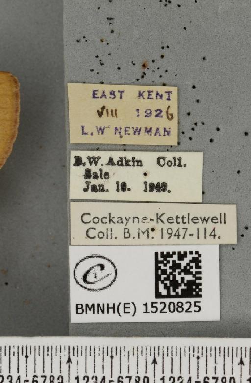Lasiocampa trifolii flava Chalmers-Hunt, 1962 - BMNHE_1520825_label_192464