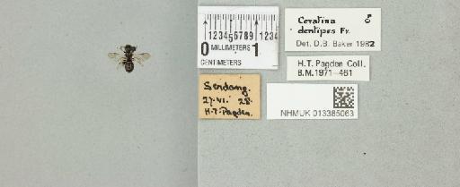 Ceratina dentipes Friese, H., 1914 - 013385063_835482_1628174