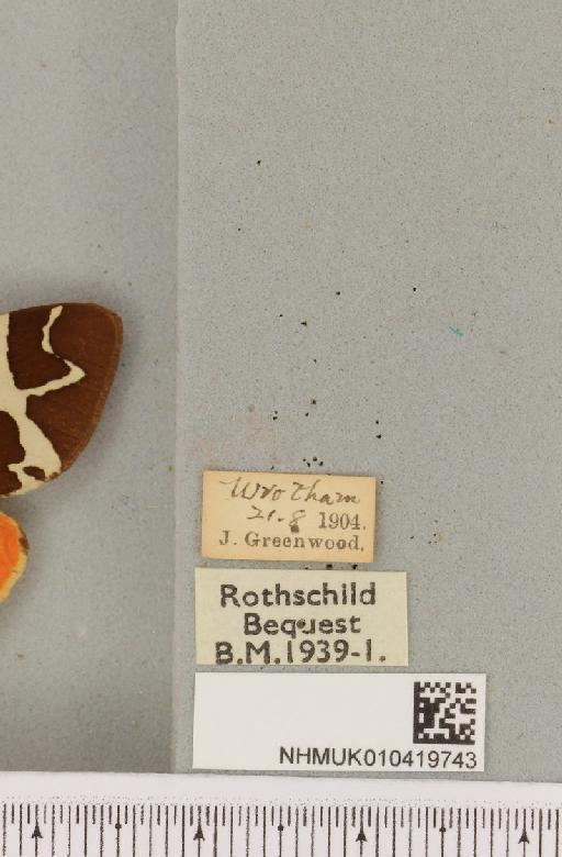 Arctia caja (Linnaeus, 1758) - NHMUK_010419743_label_532684