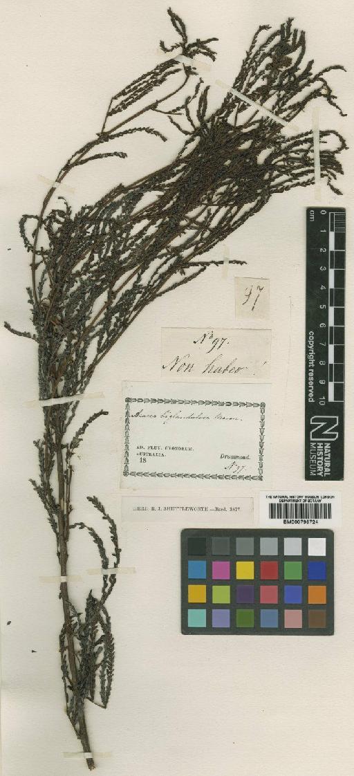 Acacia pentadenia Lindl. - BM000796724