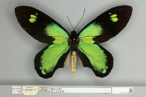 Ornithoptera victoriae rubianus Rothschild, 1904 - 013602575__
