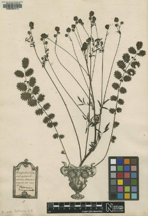 Poterium sanguisorba L. - BM000647410