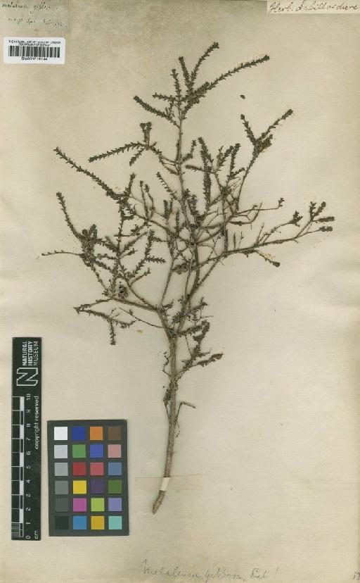 Melaleuca gibbosa Labill. - BM001015144
