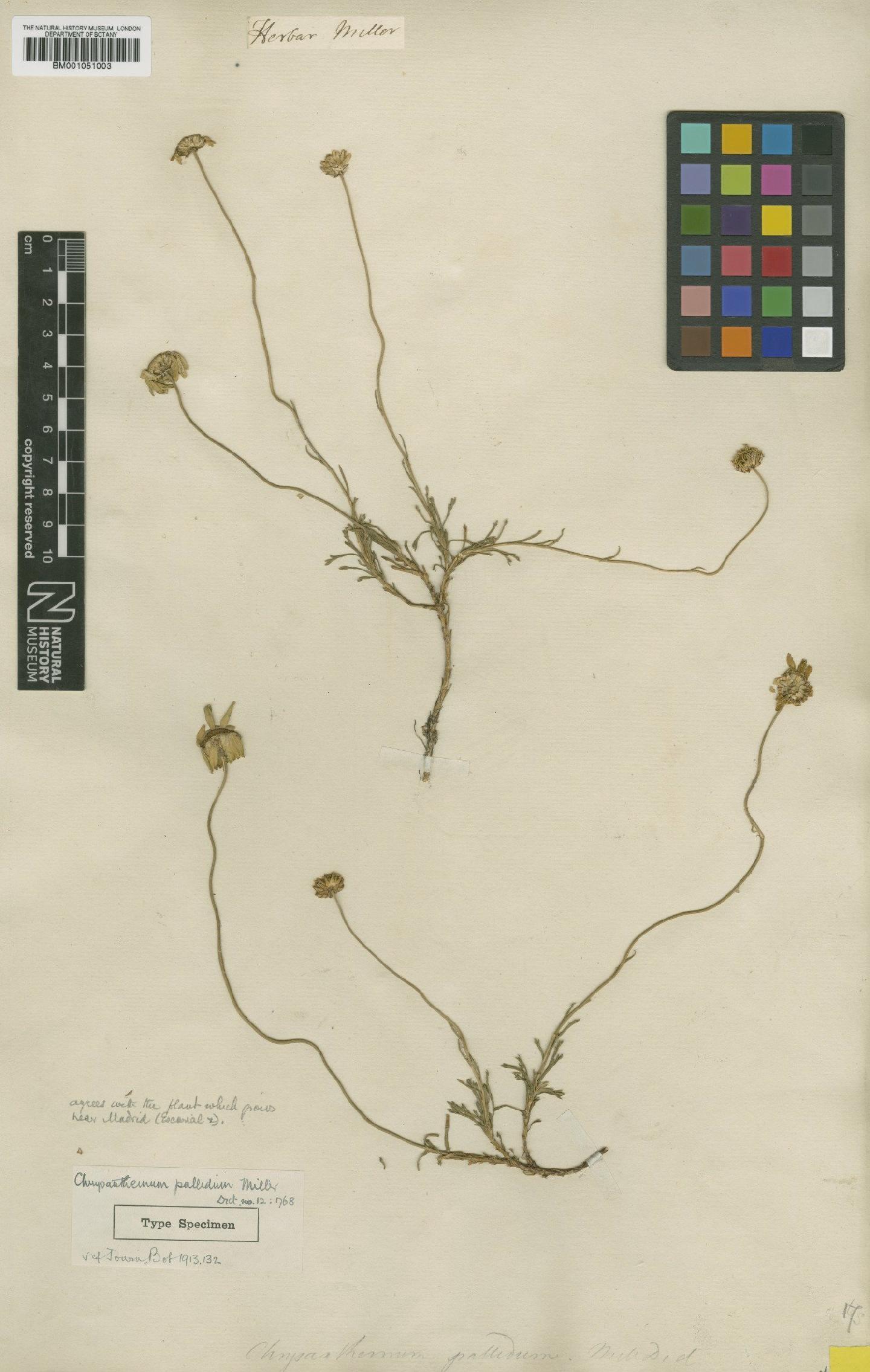 To NHMUK collection (Leucanthemopsis pallida Heywood; Type; NHMUK:ecatalogue:2414416)