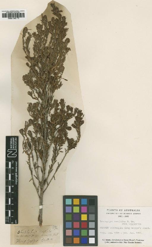 Leucopogon revolutus R.Br. - BM001040176