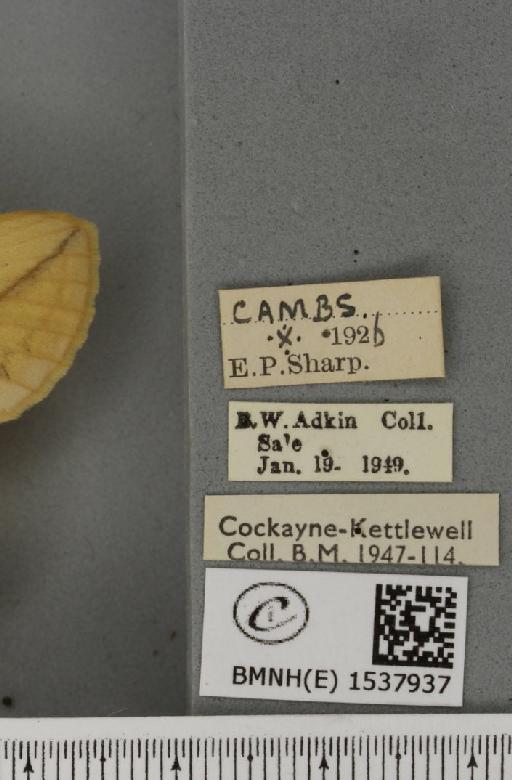 Euthrix potatoria ab. nigriscens Lempke, 1937 - BMNHE_1537937_label_198157