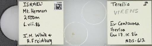 Terellia (Terellia) virens (Loew, 1846) - BMNHE_1503699_56086