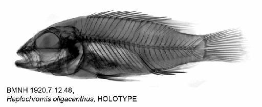 Haplochromis oligacanthus Regan, 1922 - BMNH 1920.7.12.48, Haplochromis oligacanthus, HOLOTYPE, Radiograph