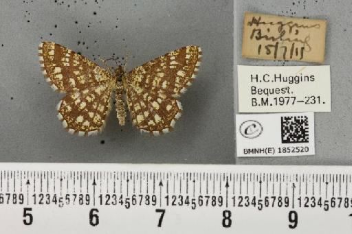 Chiasmia clathrata clathrata (Linnaeus, 1758) - BMNHE_1852520_424023