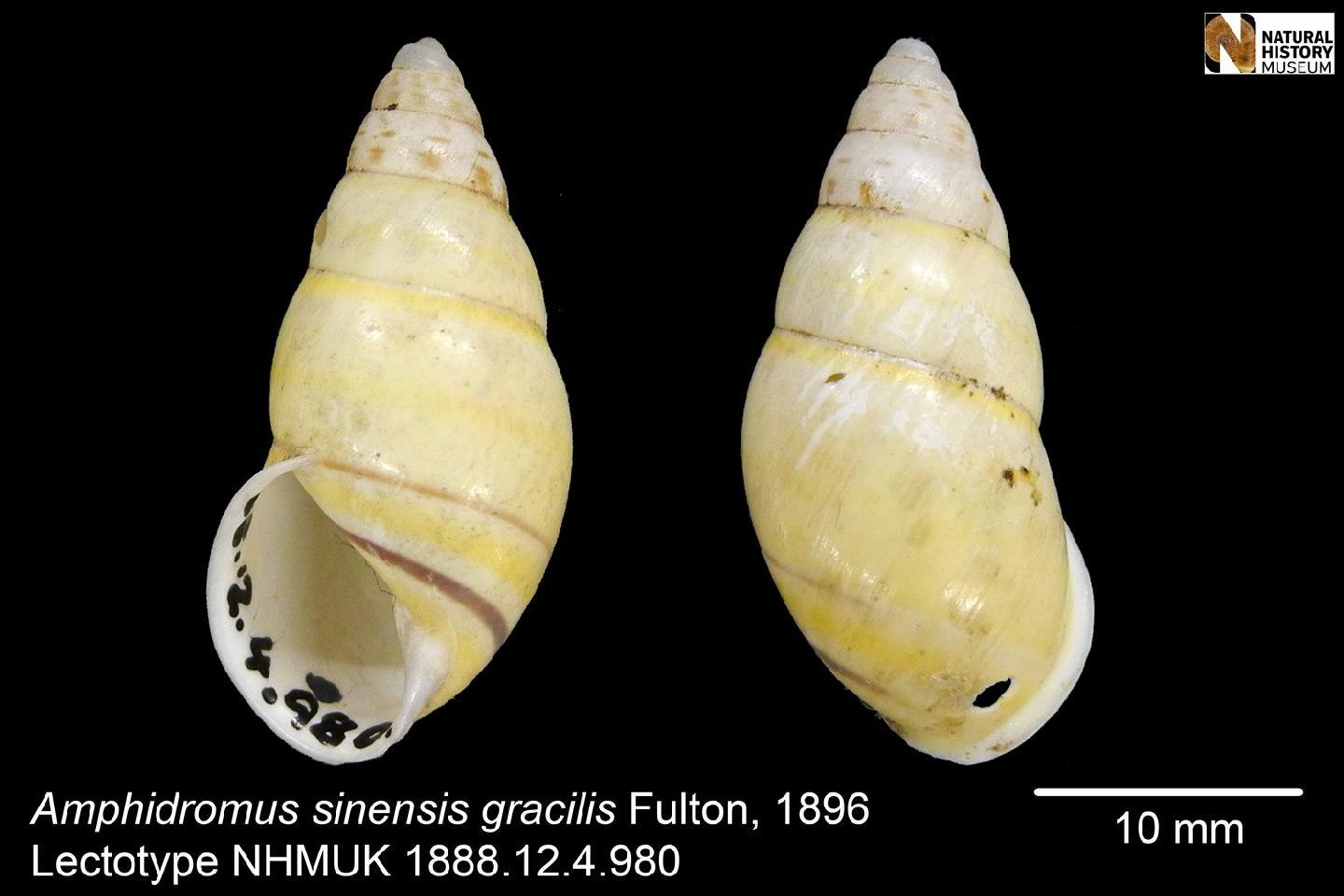 To NHMUK collection (Amphidromus sinensis gracilis Fulton, 1896; NHMUK:ecatalogue:6634568)