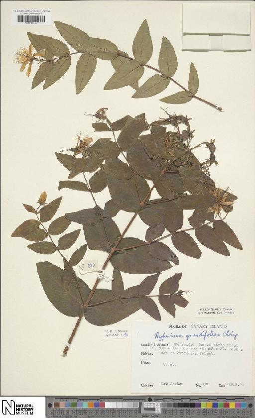 Hypericum grandifolium Choisy - BM001204404