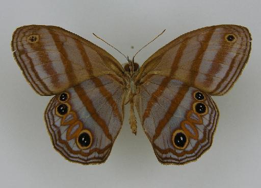 Euptychia ayaya Butler, 1867 - BMNH(E)_ 1266944_Magneuptychia_(Euptychia)_iris_ayaya_Butler_HT_male_ (3)