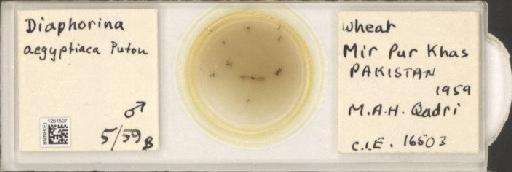 Diaphorina aegyptiaca Puton, 1892 - BMNHE_1251507_386