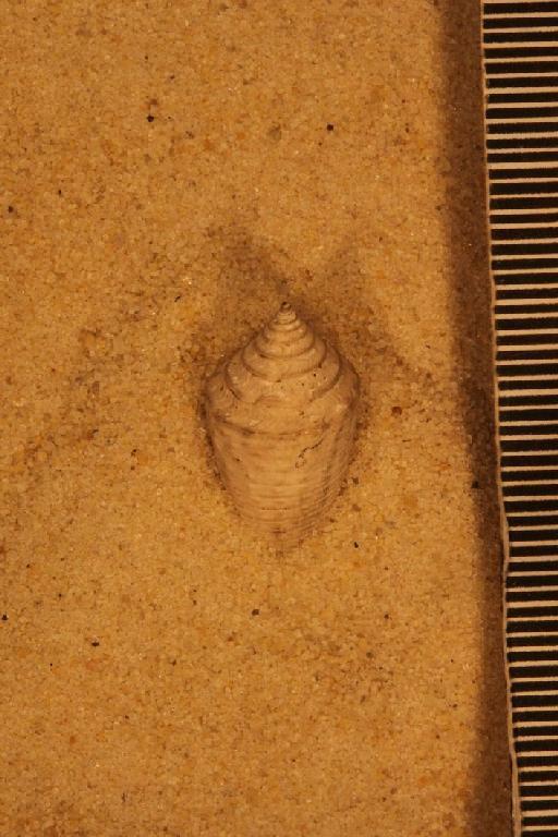 Conus granozonatus Guppy, 1866 - G 64059. Conus granozonatus (specimen.2)