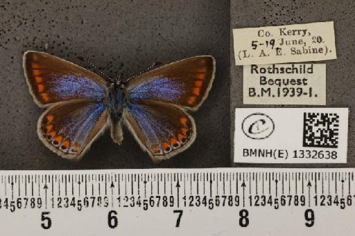 Polyommatus icarus mariscolore (Kane, 1893) - BMNHE_1332638_139898