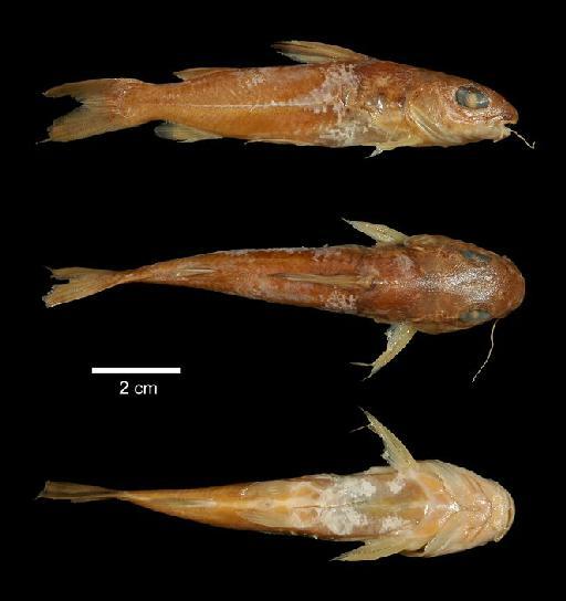 Chrysichthys punctatus Boulenger, 1899 - 1899.11.27.25-26b; Chrysichthys punctatus; type; ACSI Project image