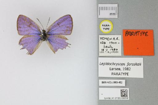 Lepidochrysops forsskali Larsen, 1982 - 013376659_Lepidochrysops_forsskali_Larsen_1982_PT