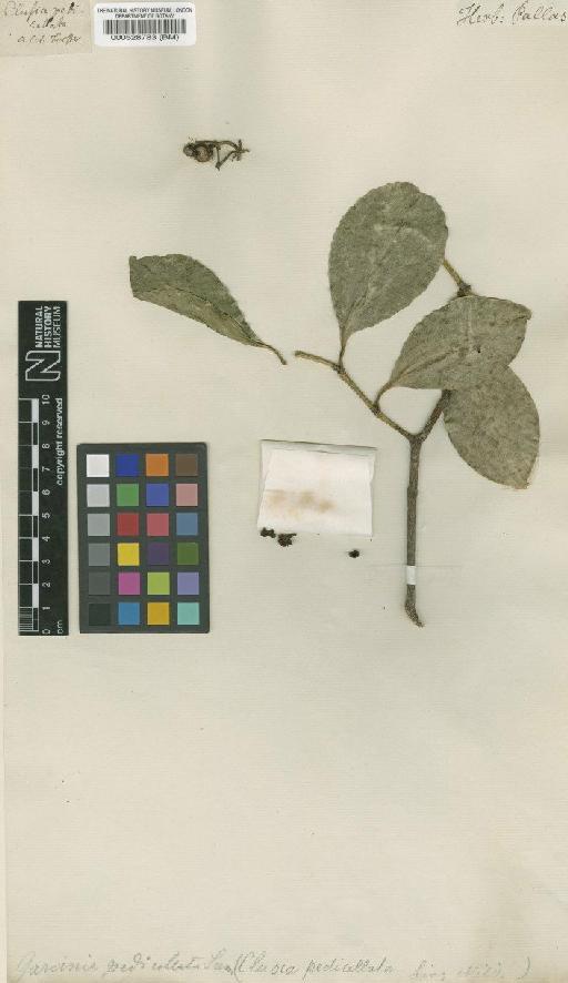 Garcinia pedicellata (Forst) Seem. - BM000528783