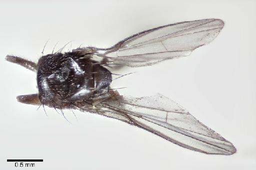 Agromyza insolens Spencer, 1963 - Agromyza insolens BMNHE 1238972 holotype habitus dorsal