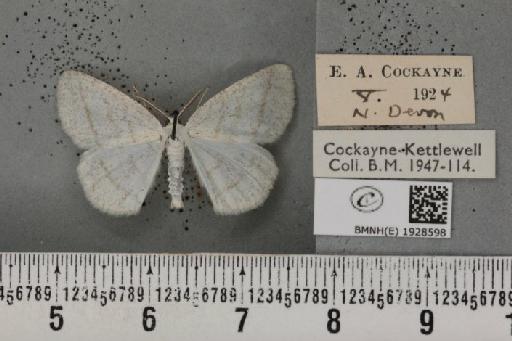 Cabera pusaria (Linnaeus, 1758) - BMNHE_1928598_494555