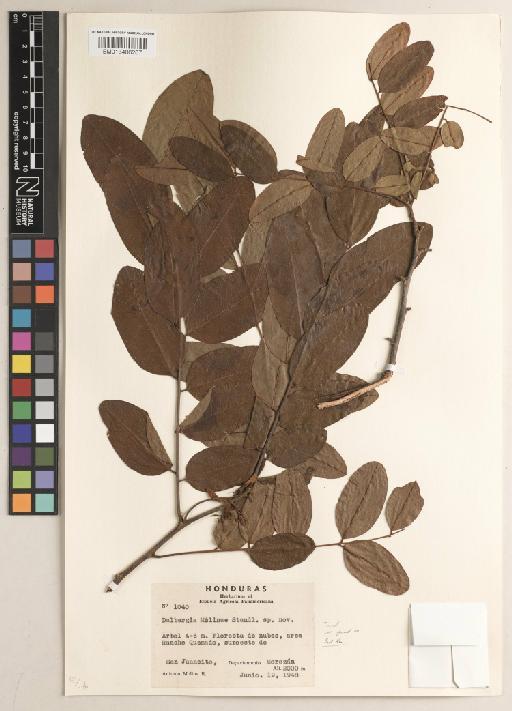 Dalbergia molinae Standl. & L.O.Williams - BM013406267