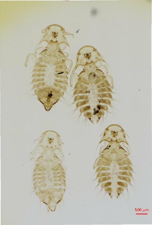 Chelopistes meleagridis Linnaeus, 1758 - 010673317__2017_07_31-Scene-1-ScanRegion0