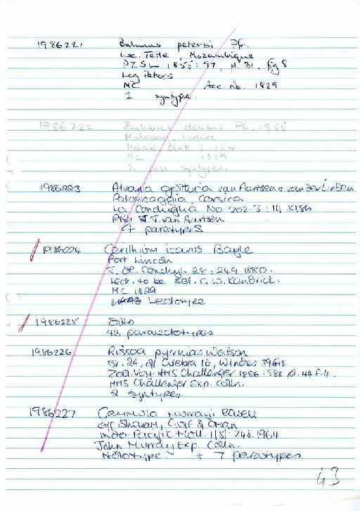 Gemmula murrayi Powell, 1964 - Zoology Accessions Register: Mollusca: 1986 - 1993: page 43