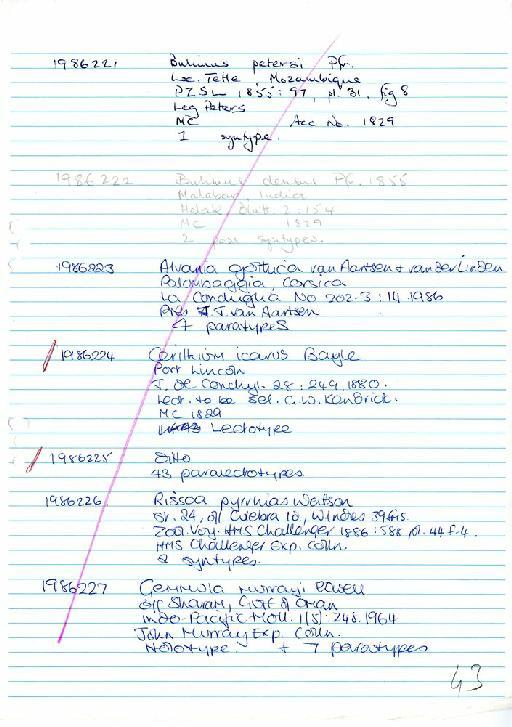 Bulimus densus Pfeiffer, 1855 - Zoology Accessions Register: Mollusca: 1986 - 1993: page 43