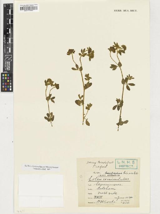 Lotus corniculatus L. - BM001036281