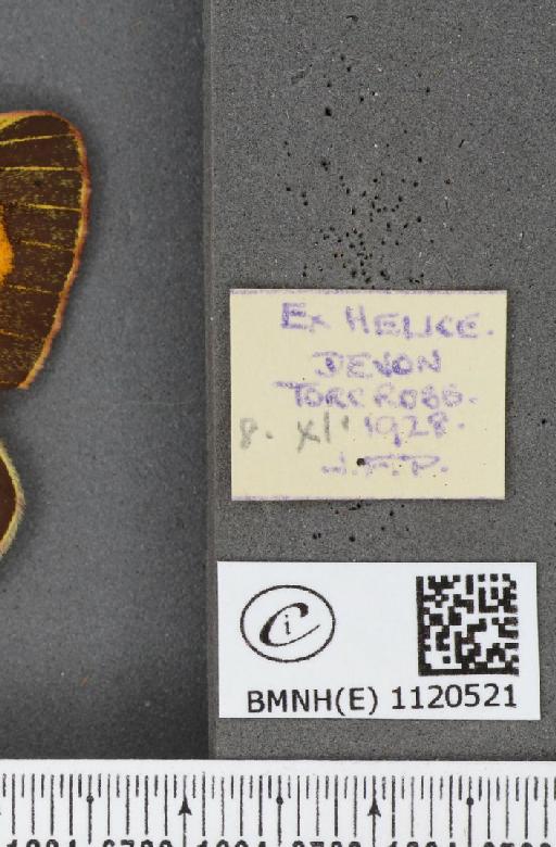 Colias croceus (Geoffroy, 1785) - BMNHE_1120521_label_76523