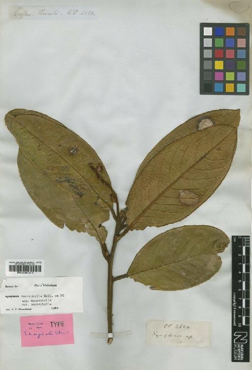 Symplocos macrophylla subsp. macrophylla DC. - BM000997475