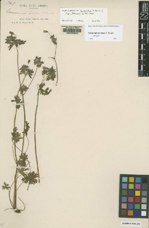 Geranium soratae R.Knuth - BM000603557