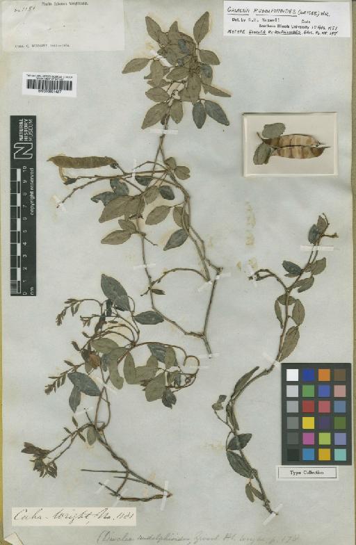 Galactia rudolphioides (Griseb.) Benth. & Hook.f. - BM000931427