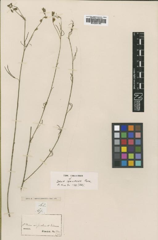 Zornia tenuifolia Moric - BM000931680