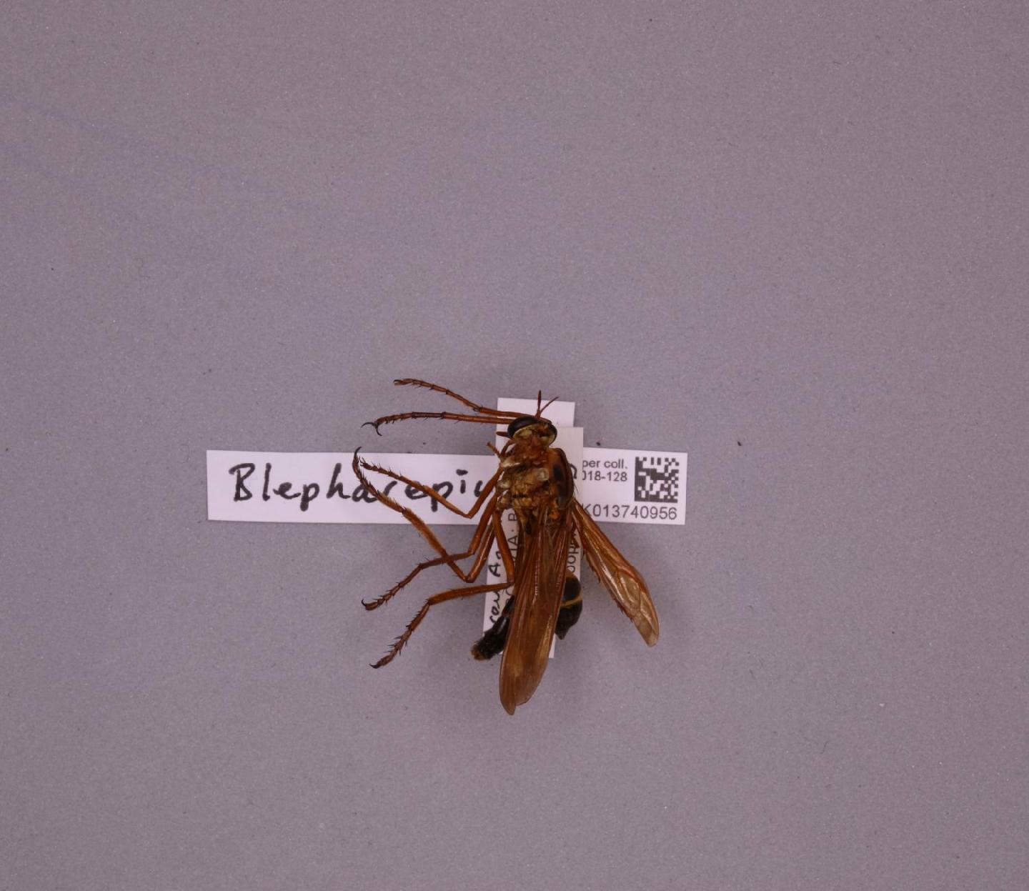 Blepharepium