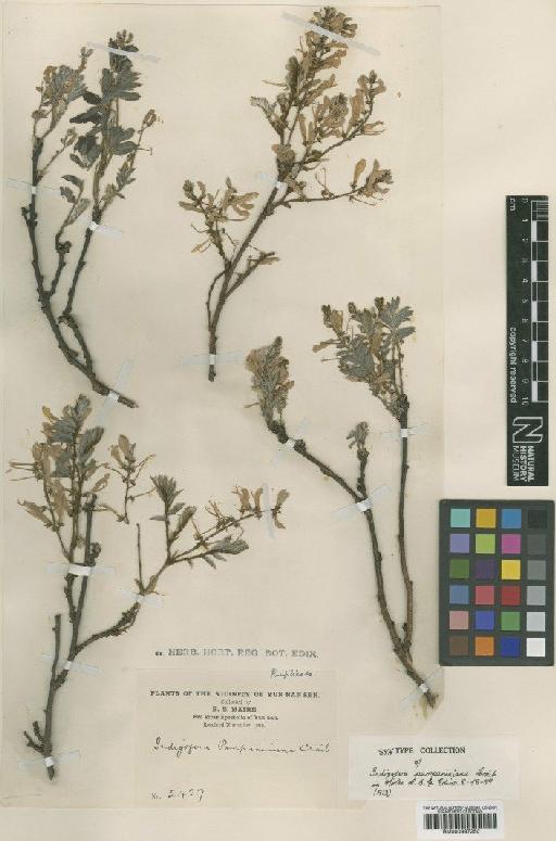 Indigofera pampaniniana Craib - BM000997250