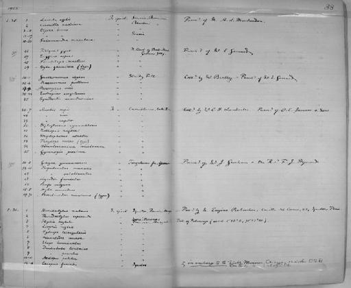 Gnathonemus elephas Boulenger, 1898 - Zoology Accessions Register: Reptiles & Fishes: 1904 - 1925: page 33