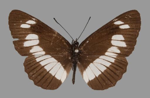 Neptis exaleuca - BMNH(E)#1719051_Neptis_exaleuca_integra_Eltringham_holotype_male_dorsal